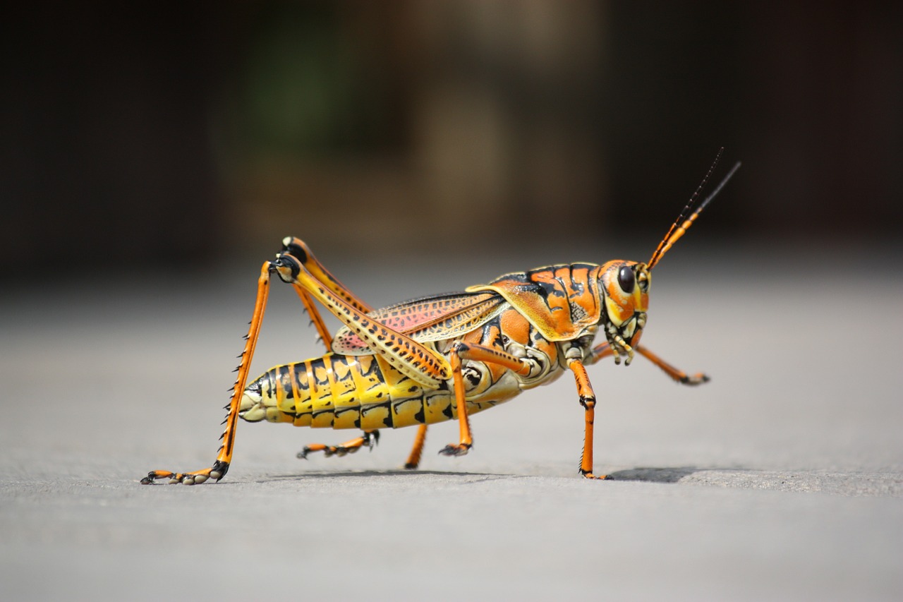 grasshopper insect nature free photo