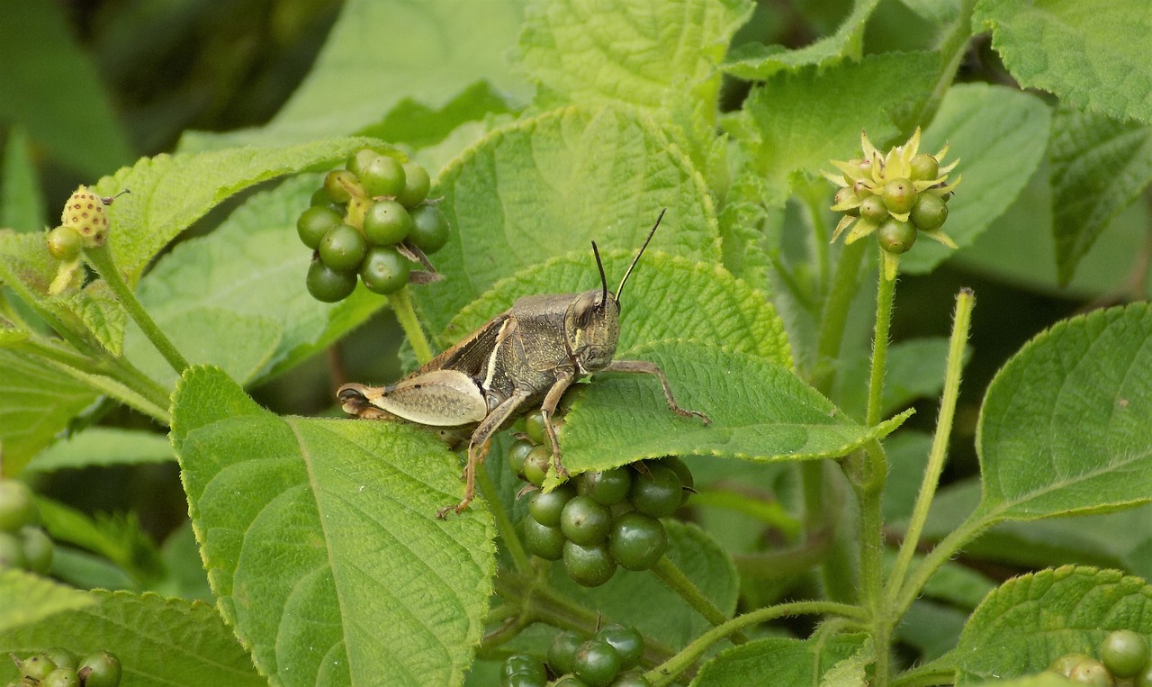 grasshopper insect berries free photo