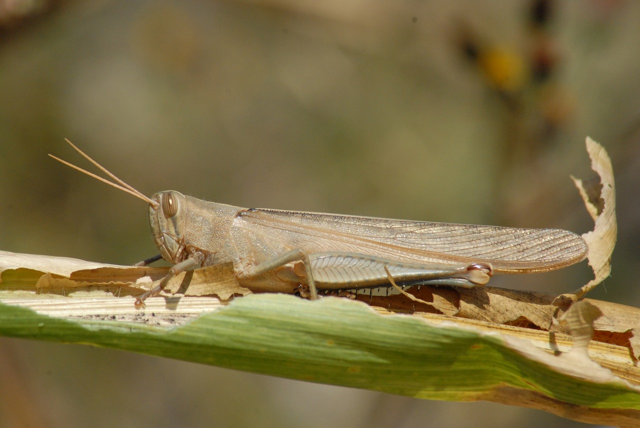 grasshopper chapulines nature free photo