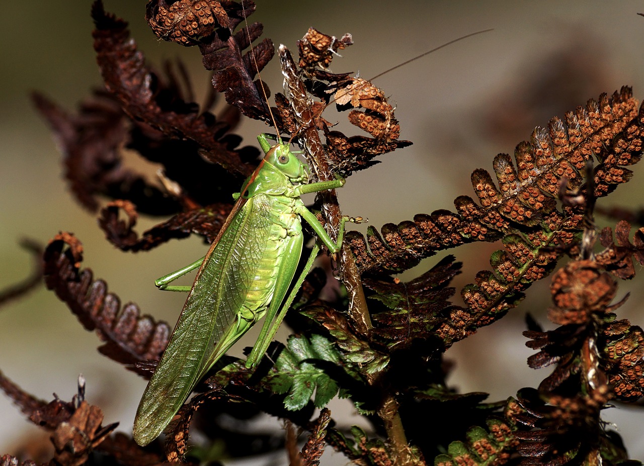 grasshopper insect viridissima free photo