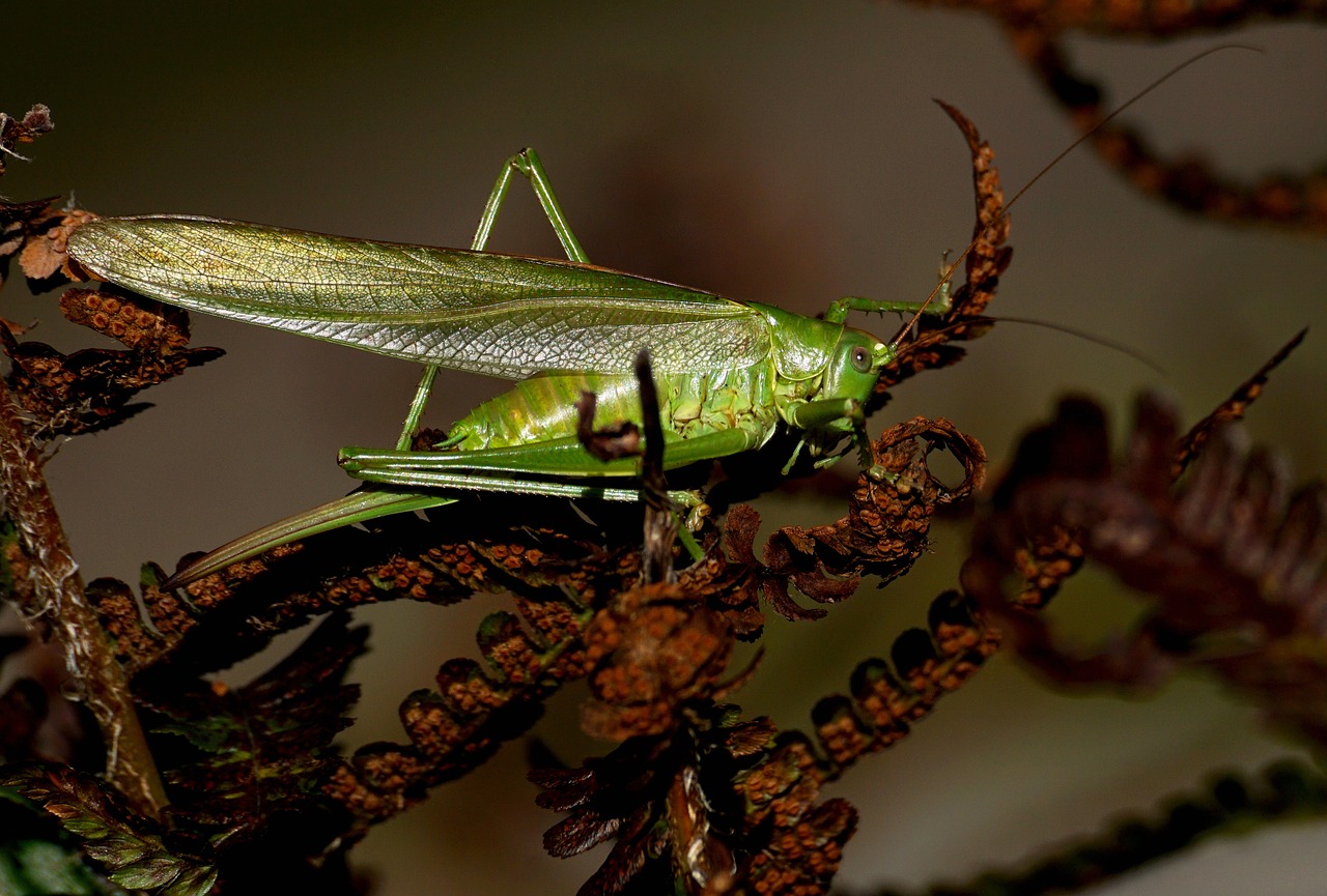 grasshopper insect flight insect free photo