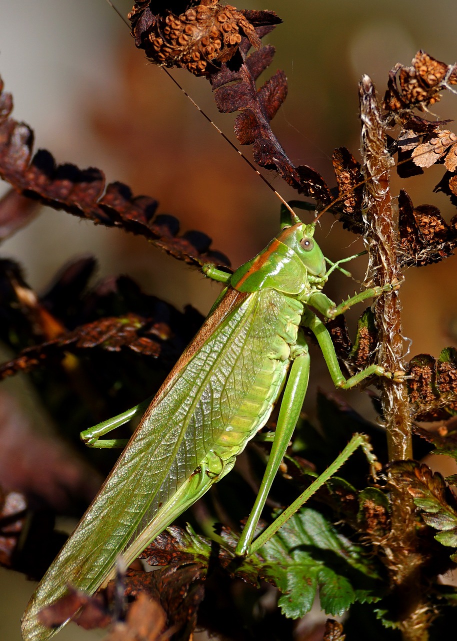 grasshopper insect viridissima free photo