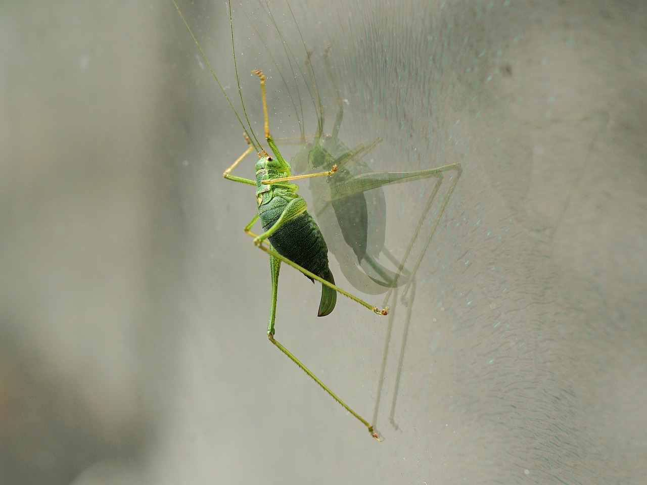 grasshopper insect green free photo