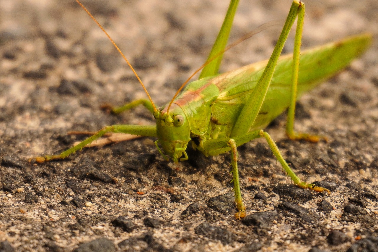 grasshopper green close free photo