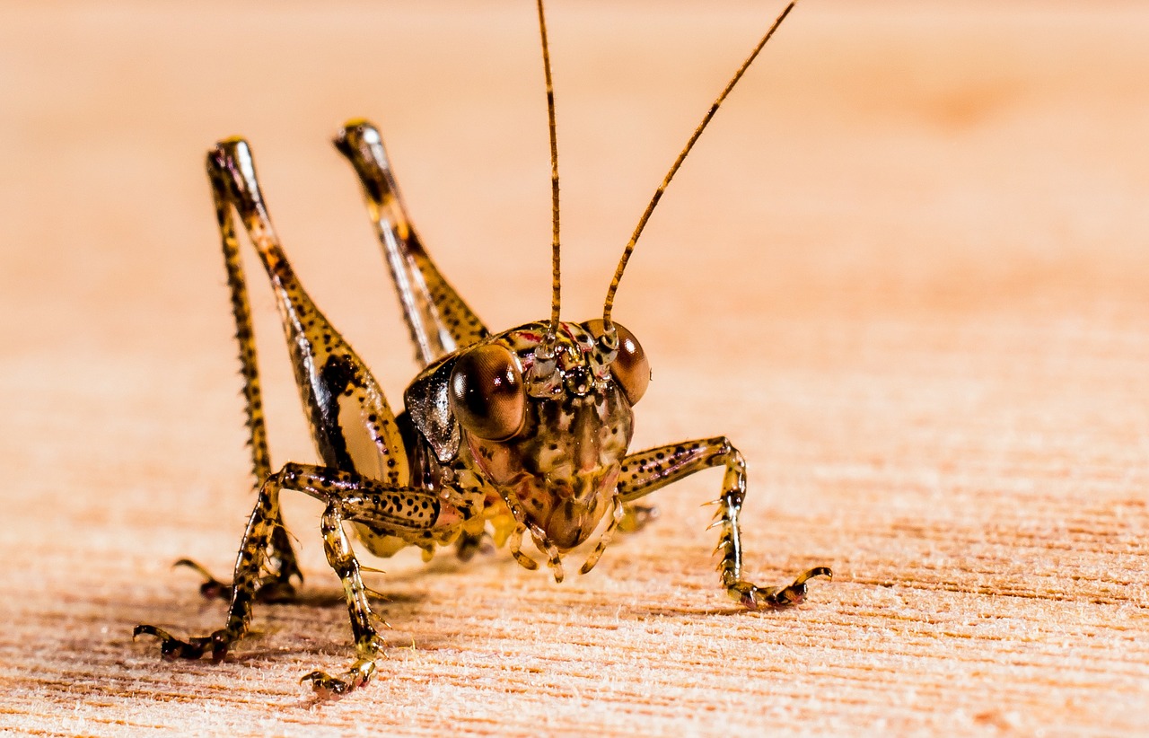 grasshopper viridissima insect free photo