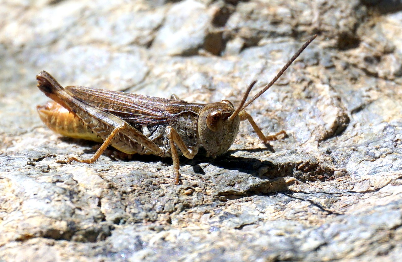 grasshopper insect lobster free photo