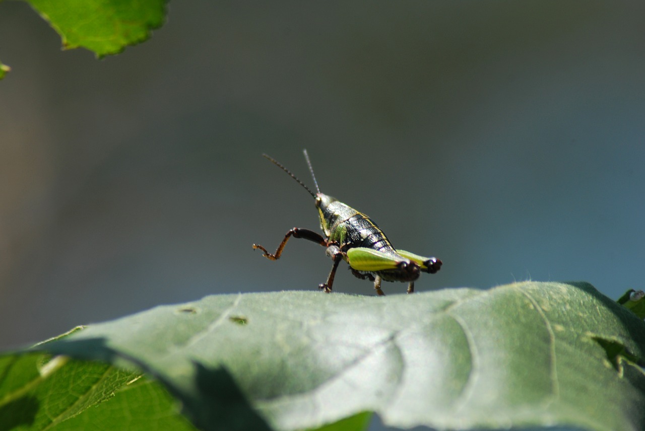 grasshopper chapulin insects free photo