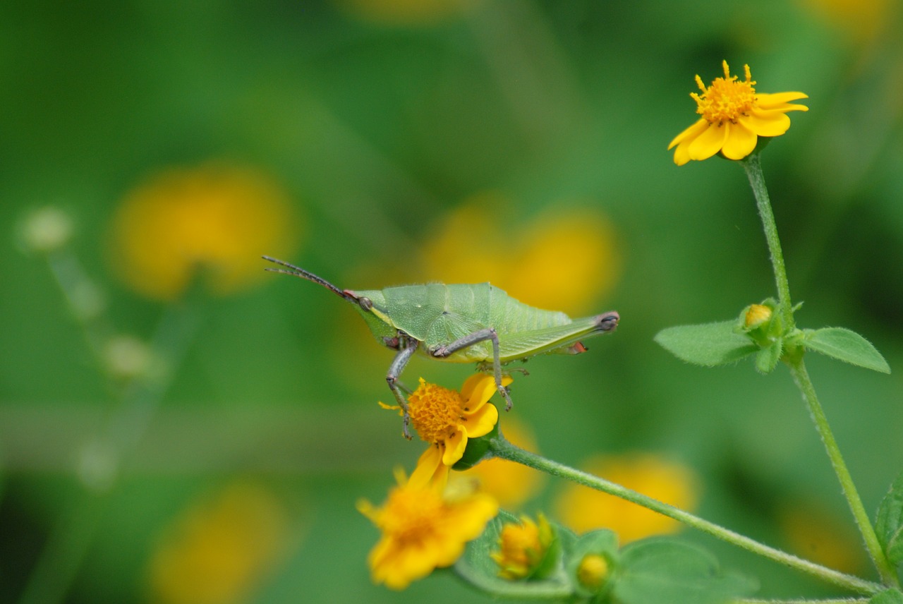 grasshopper yellow flower plant free photo