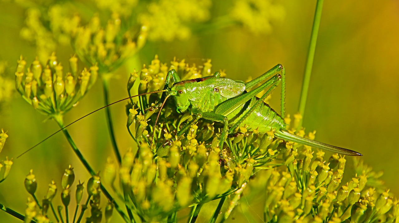 grasshopper nature animal free photo