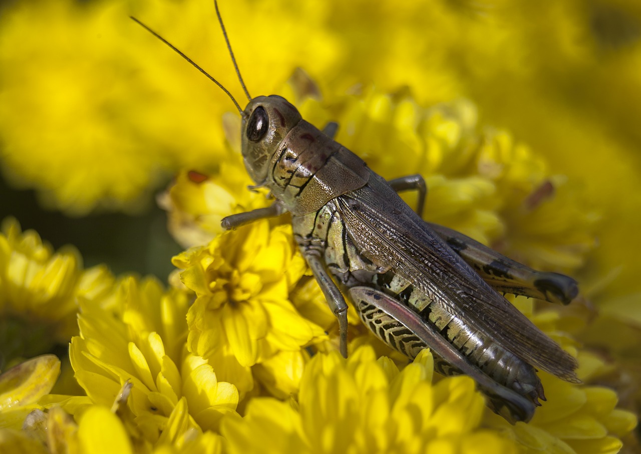 grasshopper bug insect free photo