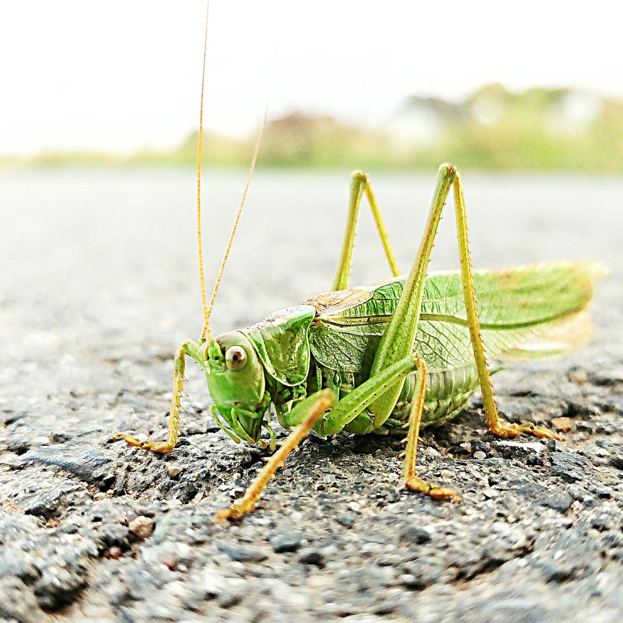 grasshopper nature probe free photo