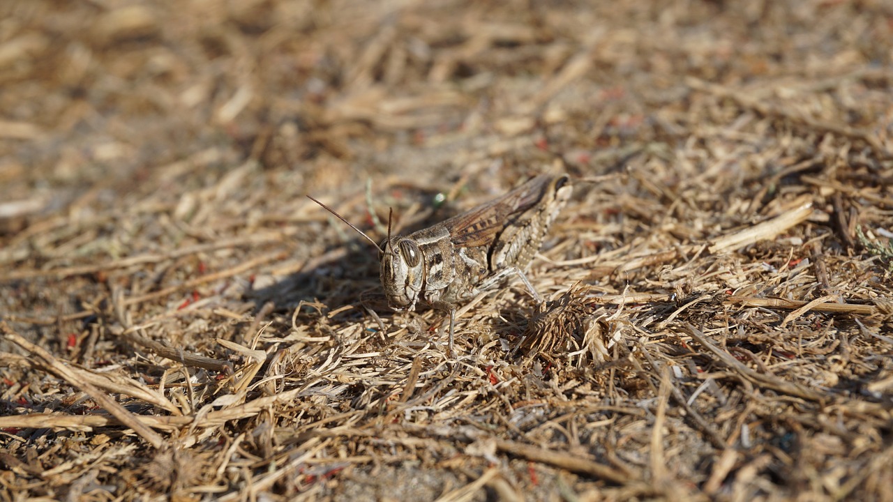 grasshopper insect animal free photo