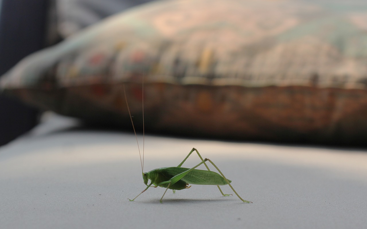 grasshopper green nature free photo