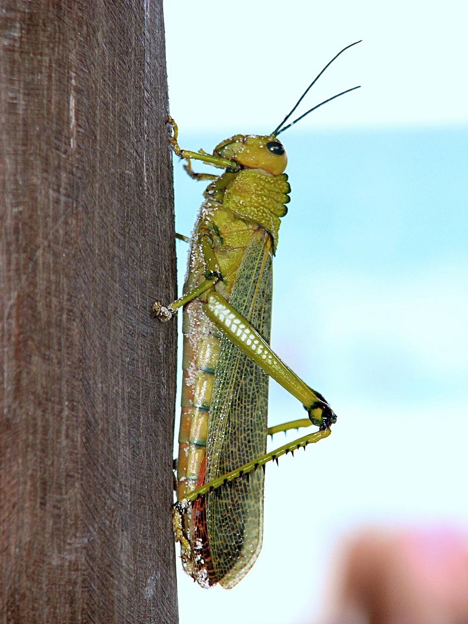 grasshopper insect wing free photo