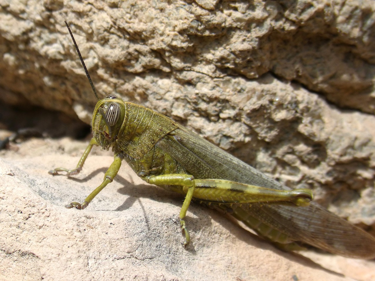 grasshopper lobster nature free photo