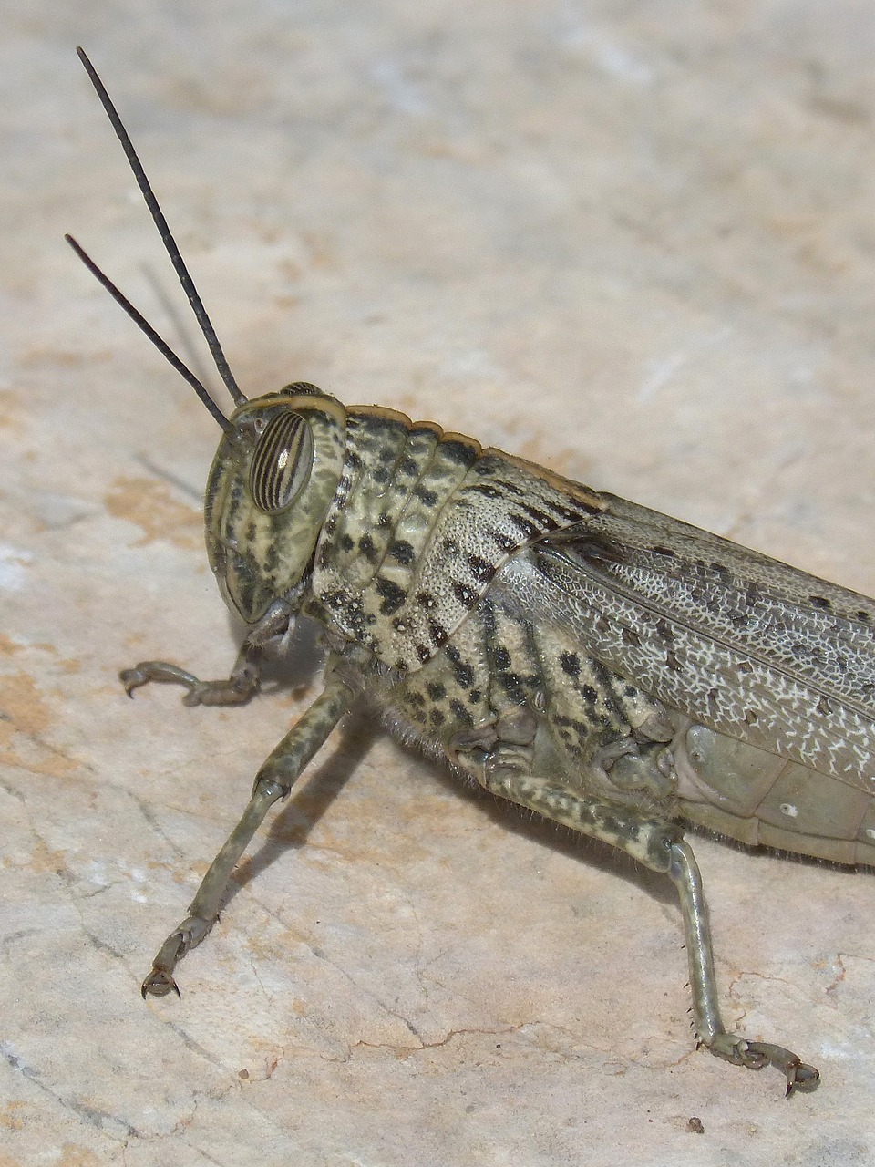 grasshopper lobster ortóptero detail free photo