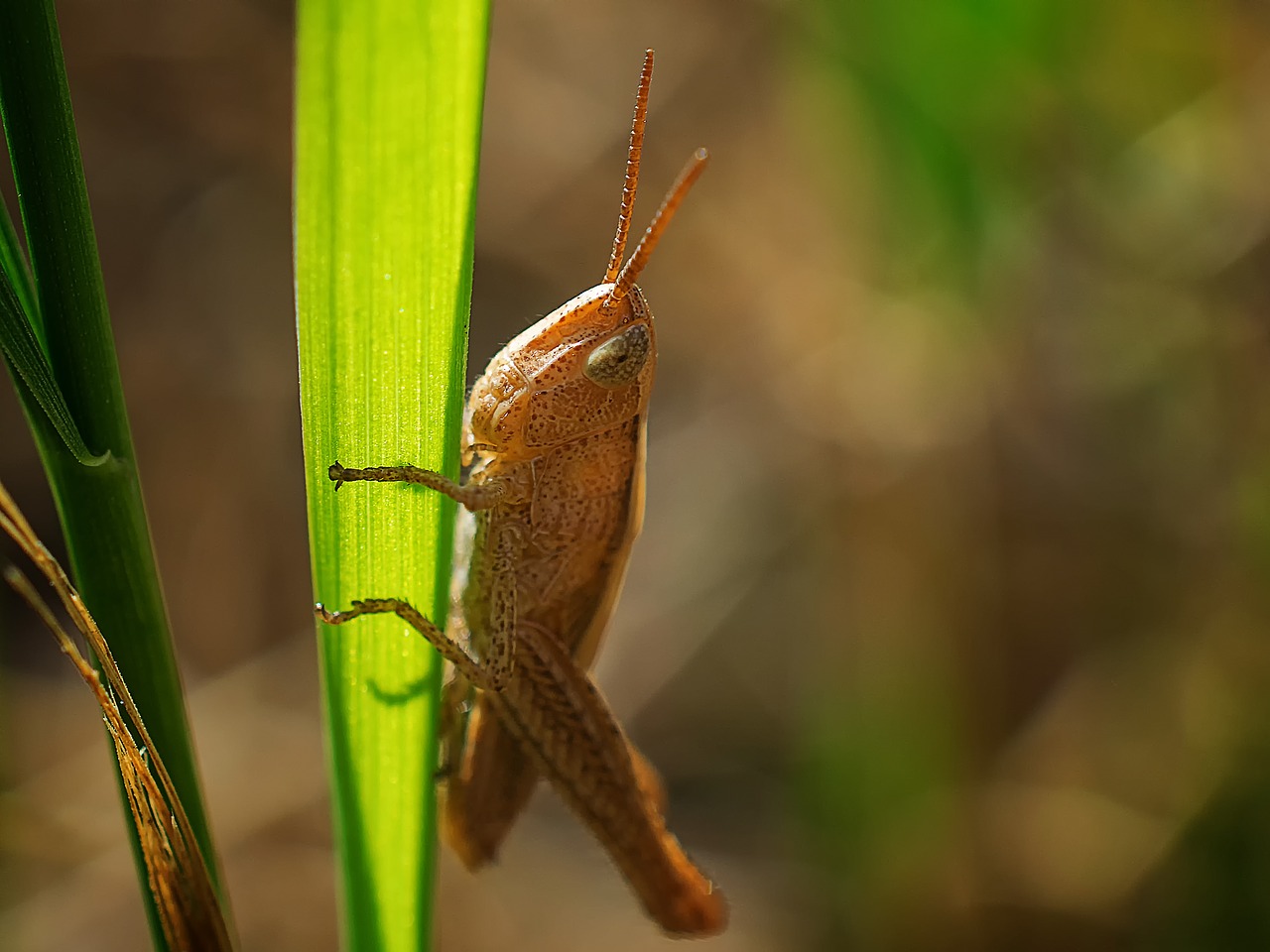 grasshopper insect nature free photo