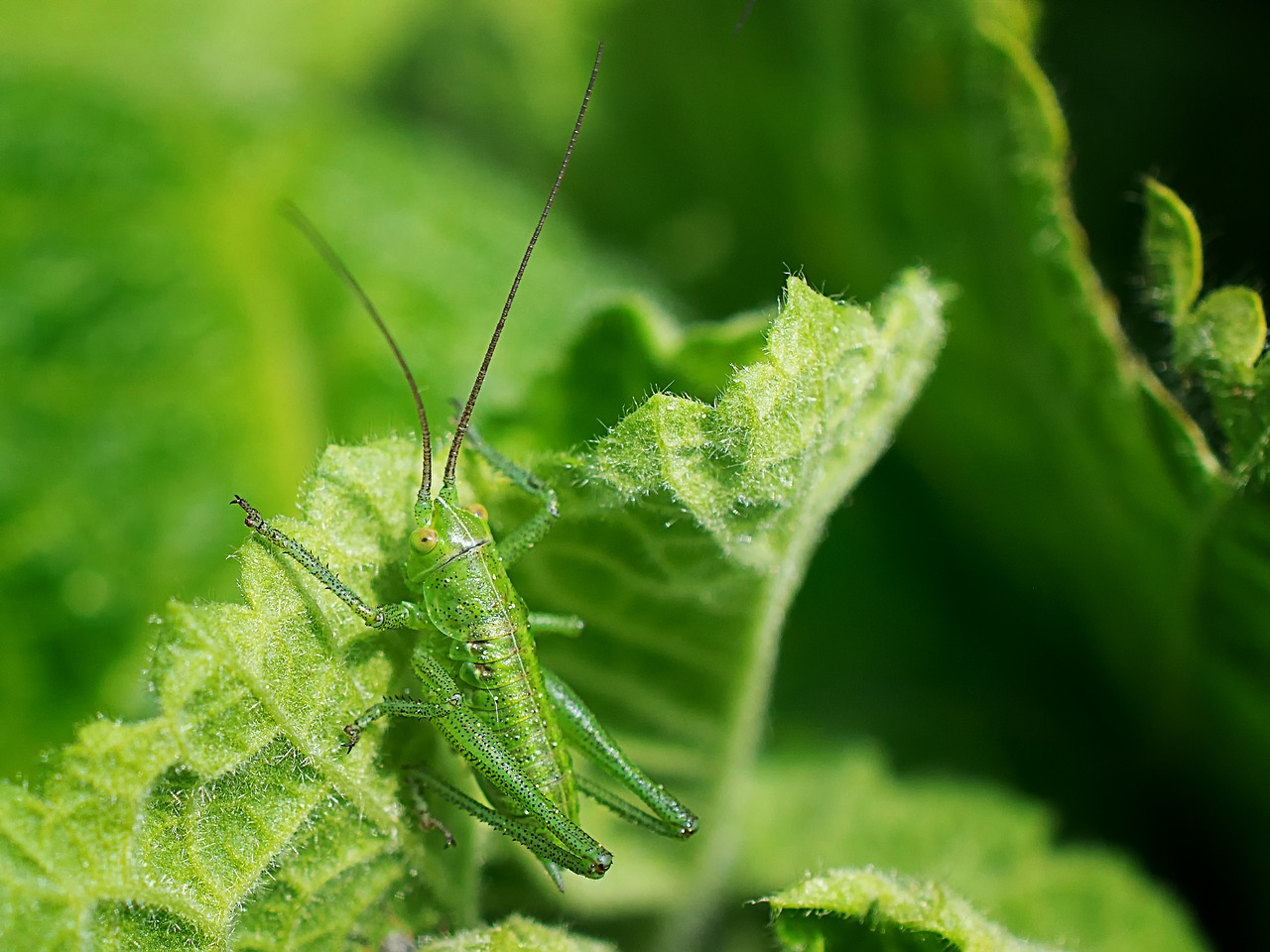 grasshopper insect nature free photo