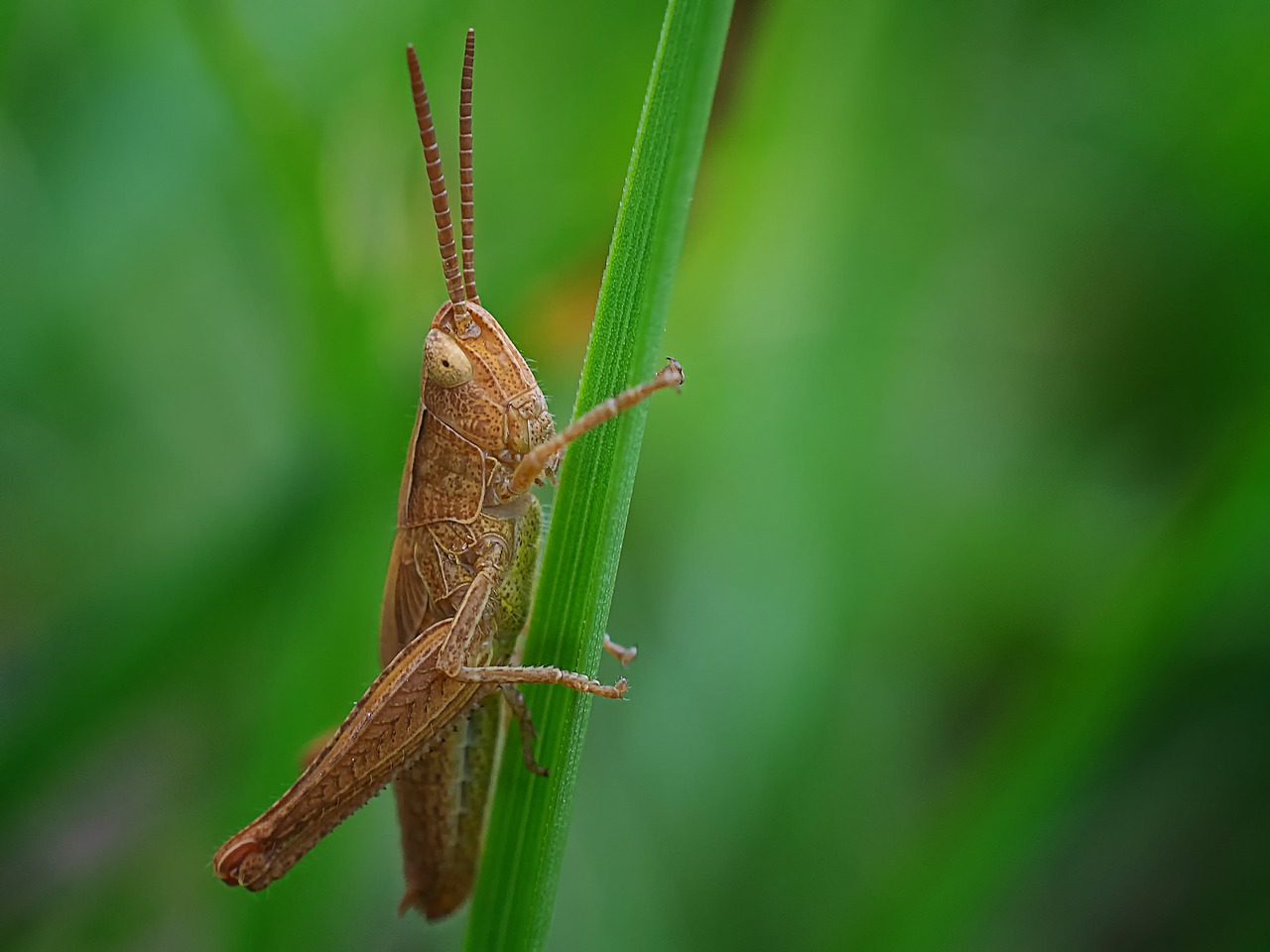 grasshopper insect nature free photo