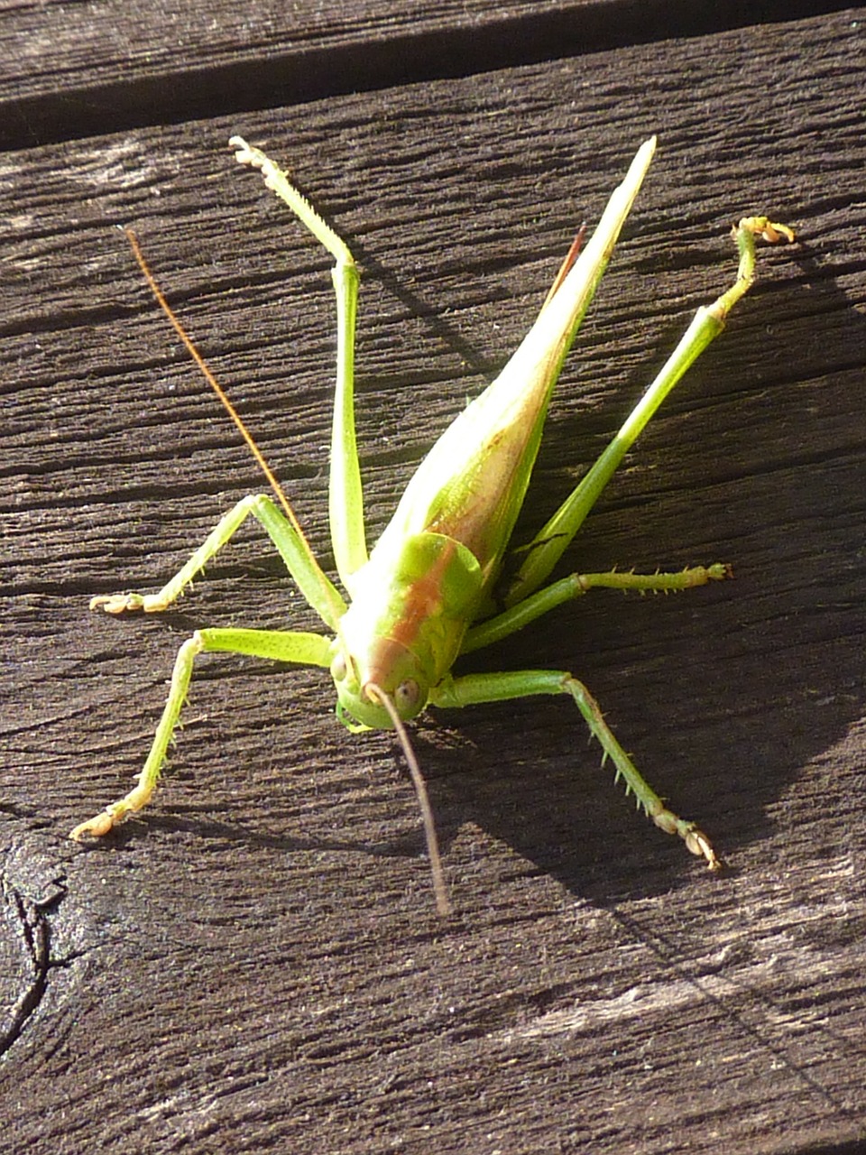 grasshopper insect animal free photo