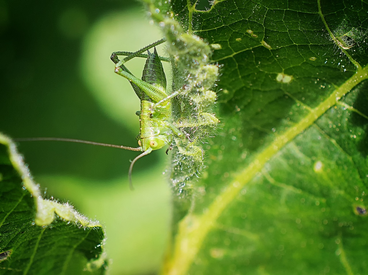 grasshopper insect nature free photo