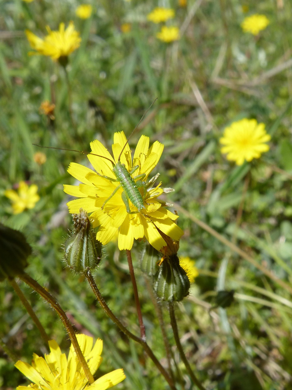 grasshopper green grasshopper orthopteron free photo