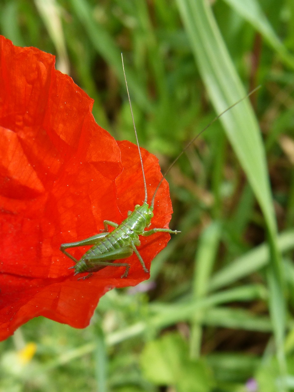 grasshopper  green grasshopper  insect free photo