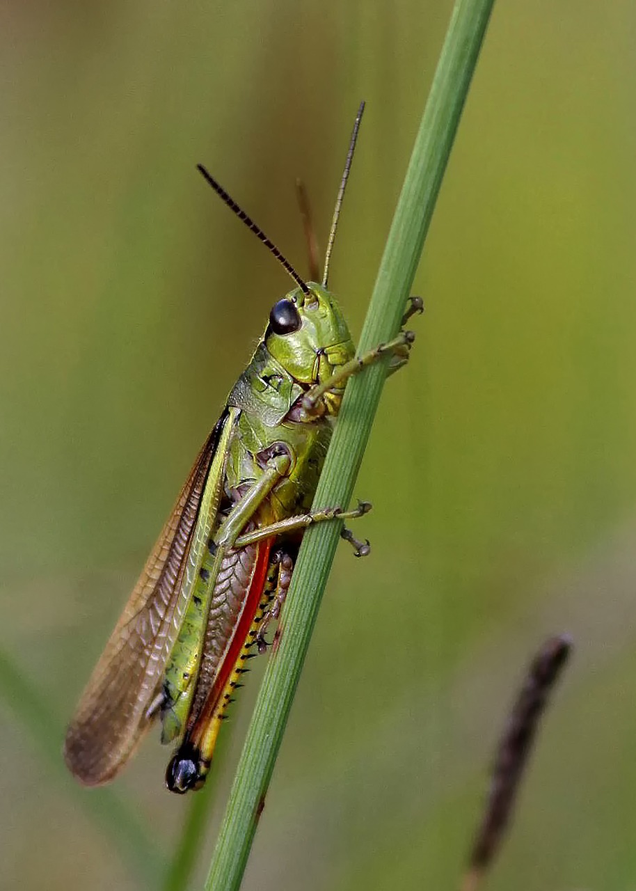 grasshopper  nature  insect free photo