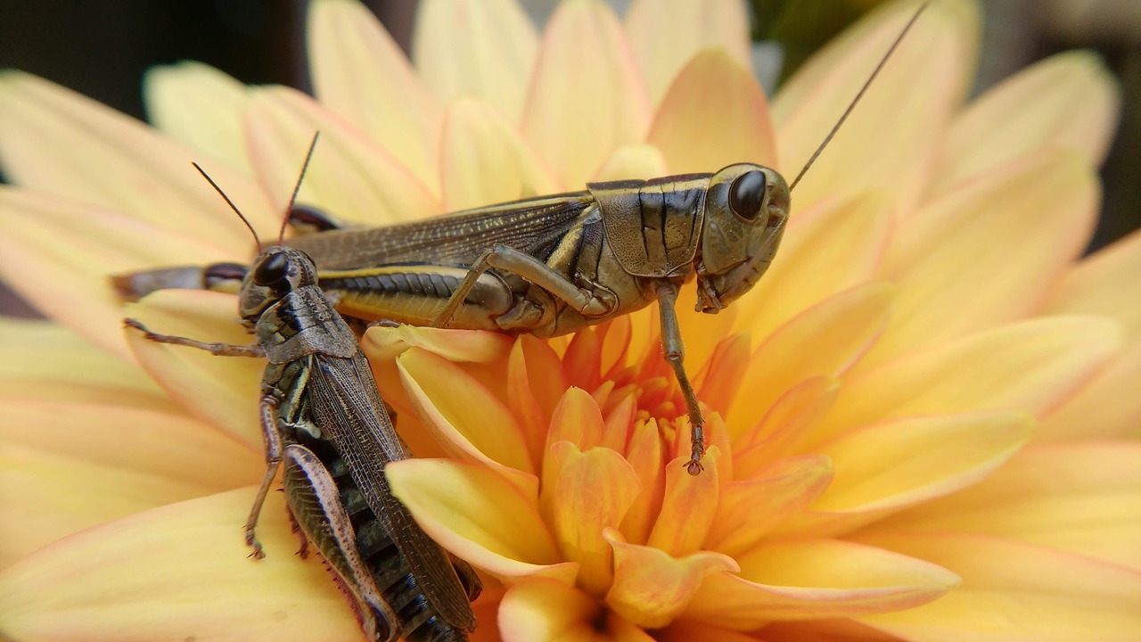 grasshopper  insect  flower free photo