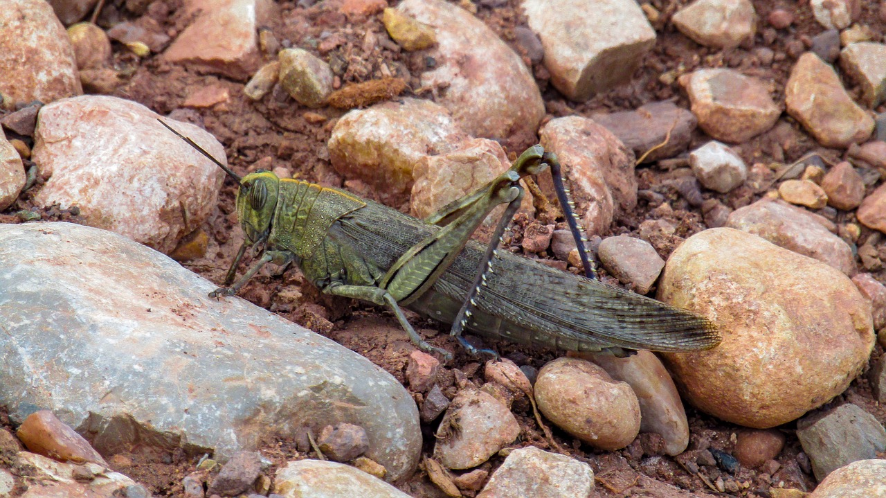 grasshopper  chapulin  lobster free photo