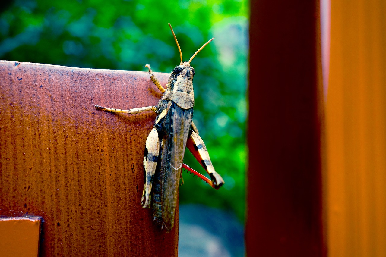 grasshopper  insect  nature free photo