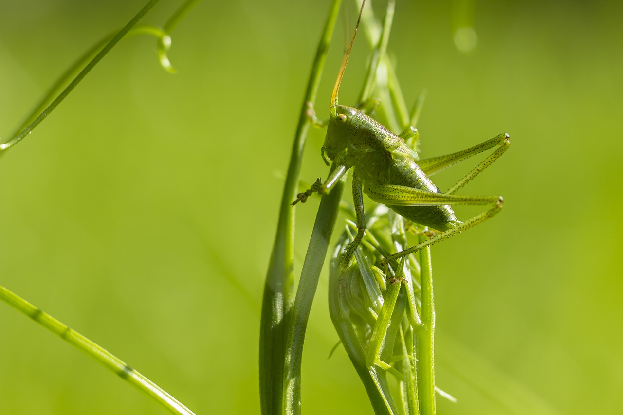 grasshopper  viridissima  camouflage free photo