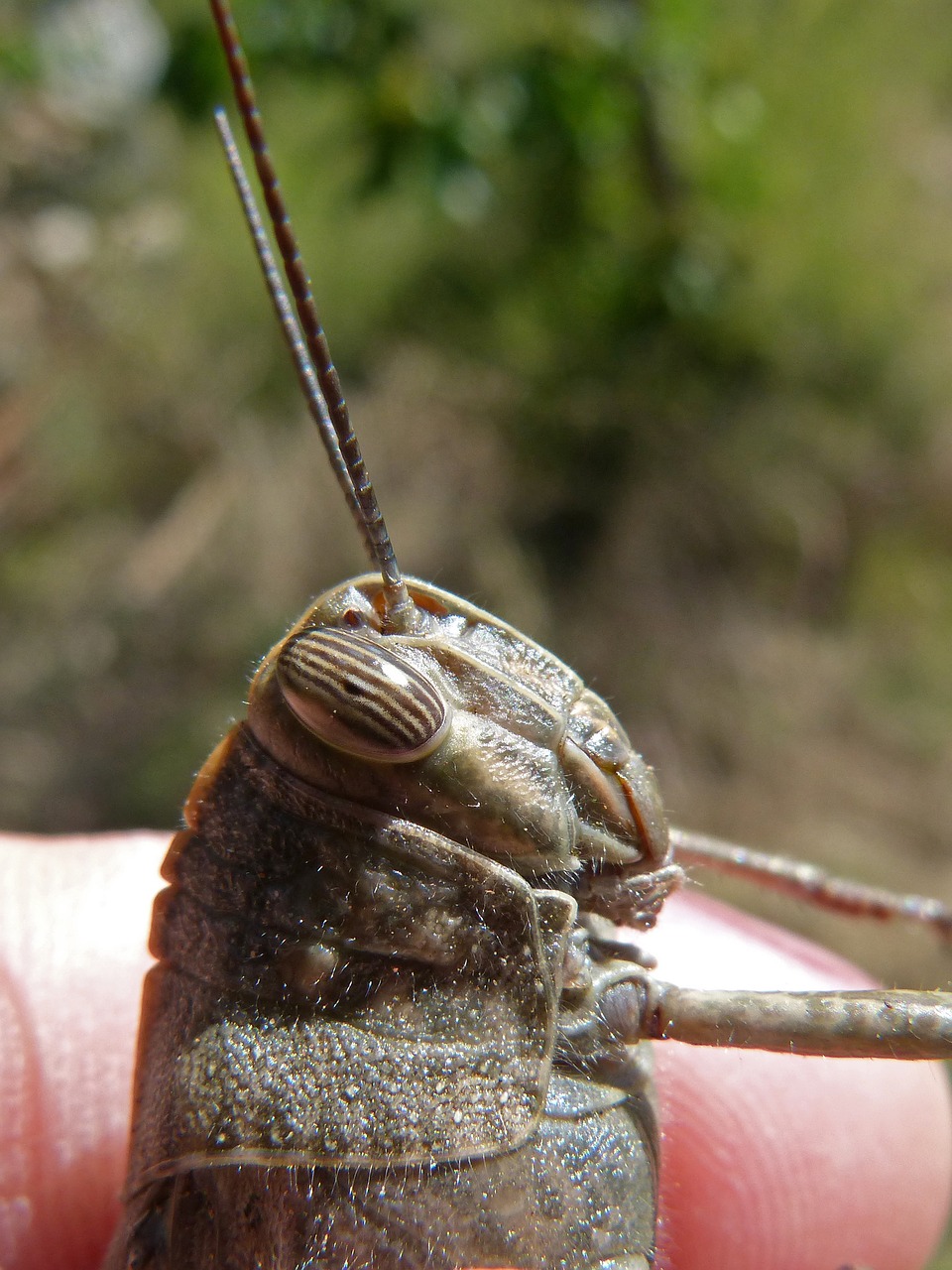 grasshopper  compound eye  insect eye free photo