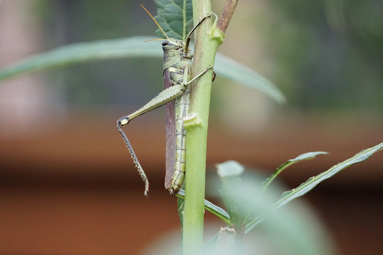 grasshopper  green  insect free photo