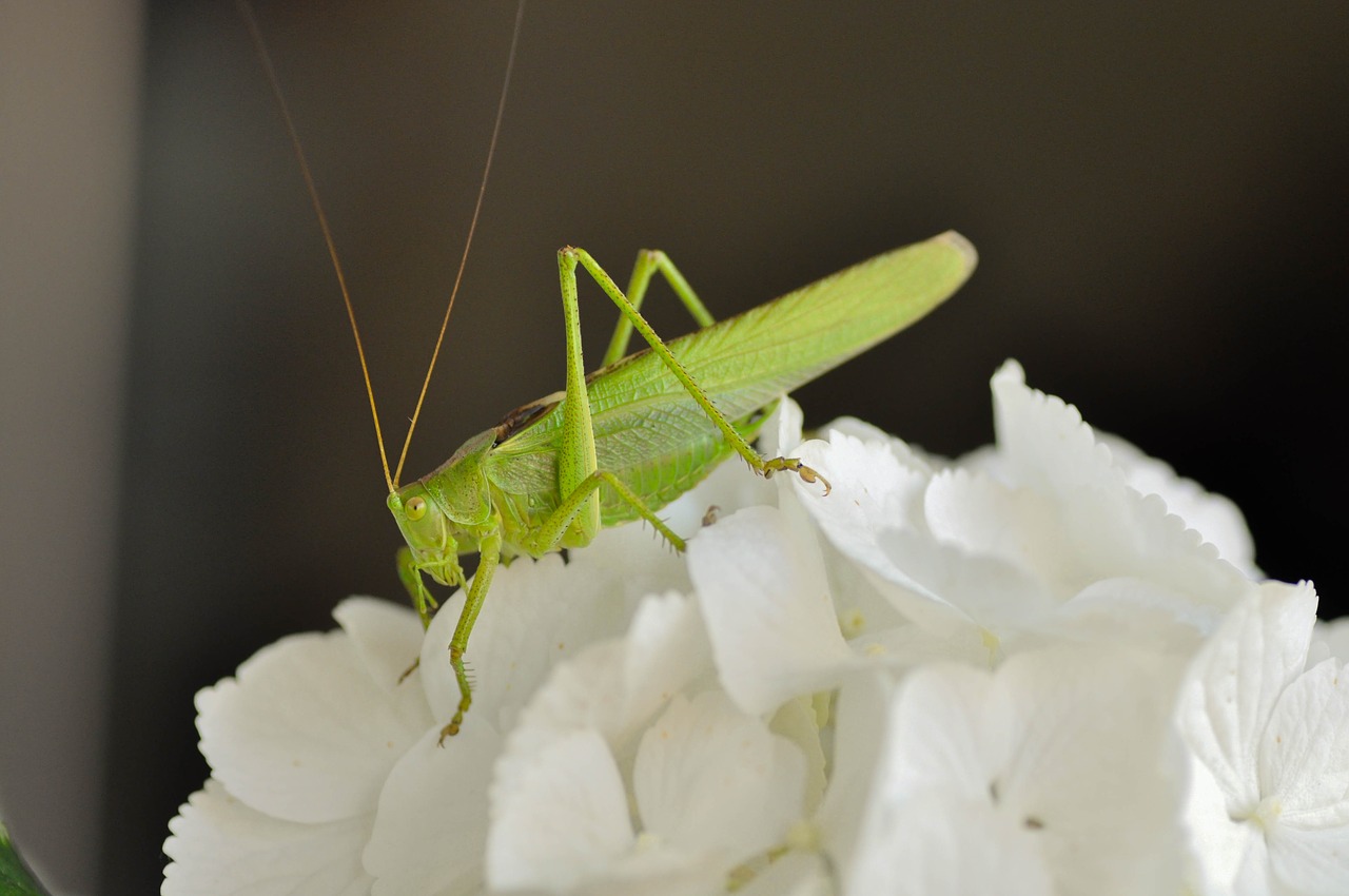 grasshopper  insecta  green free photo