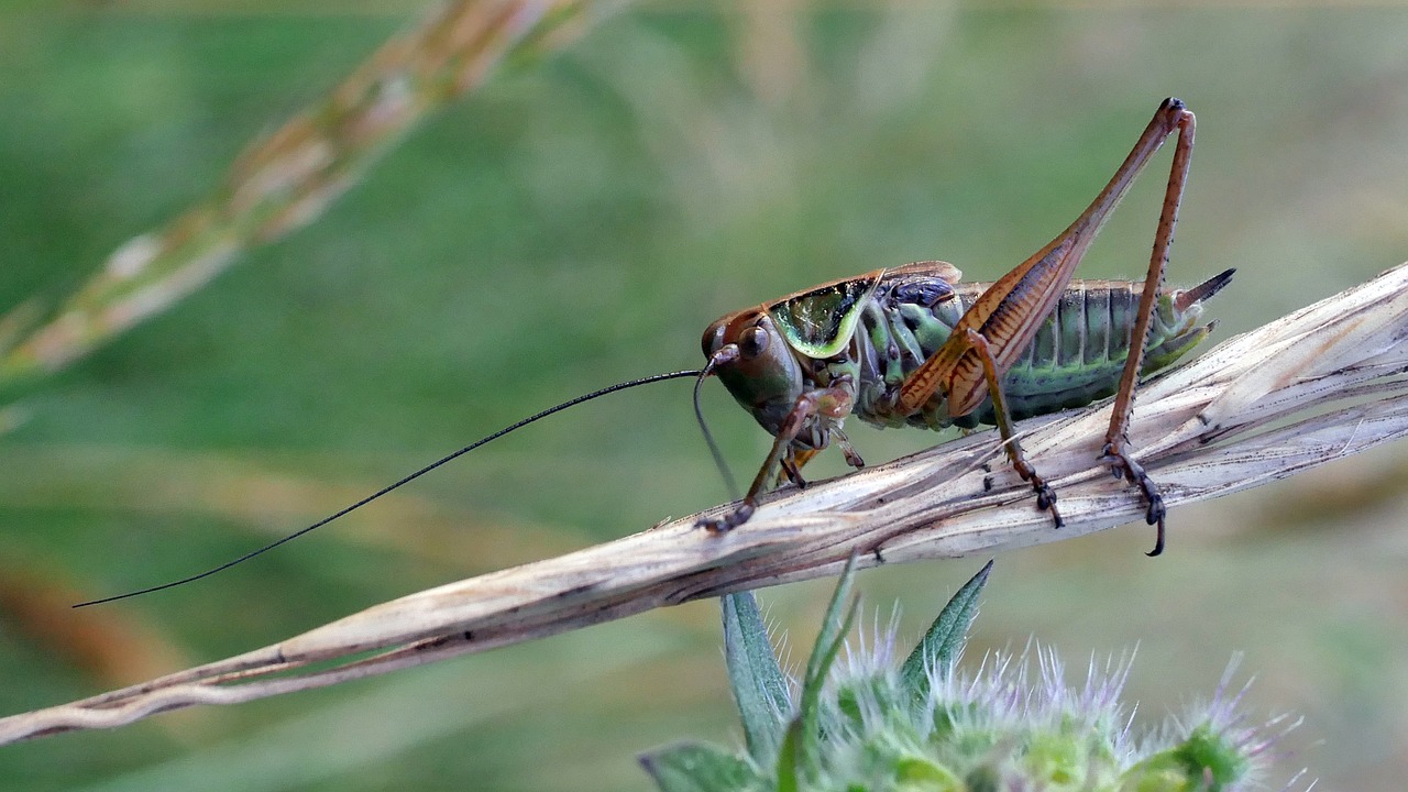 grasshopper  green  insect free photo