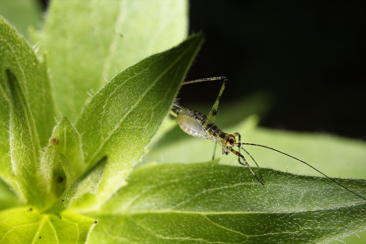 grasshopper  nature  insect free photo