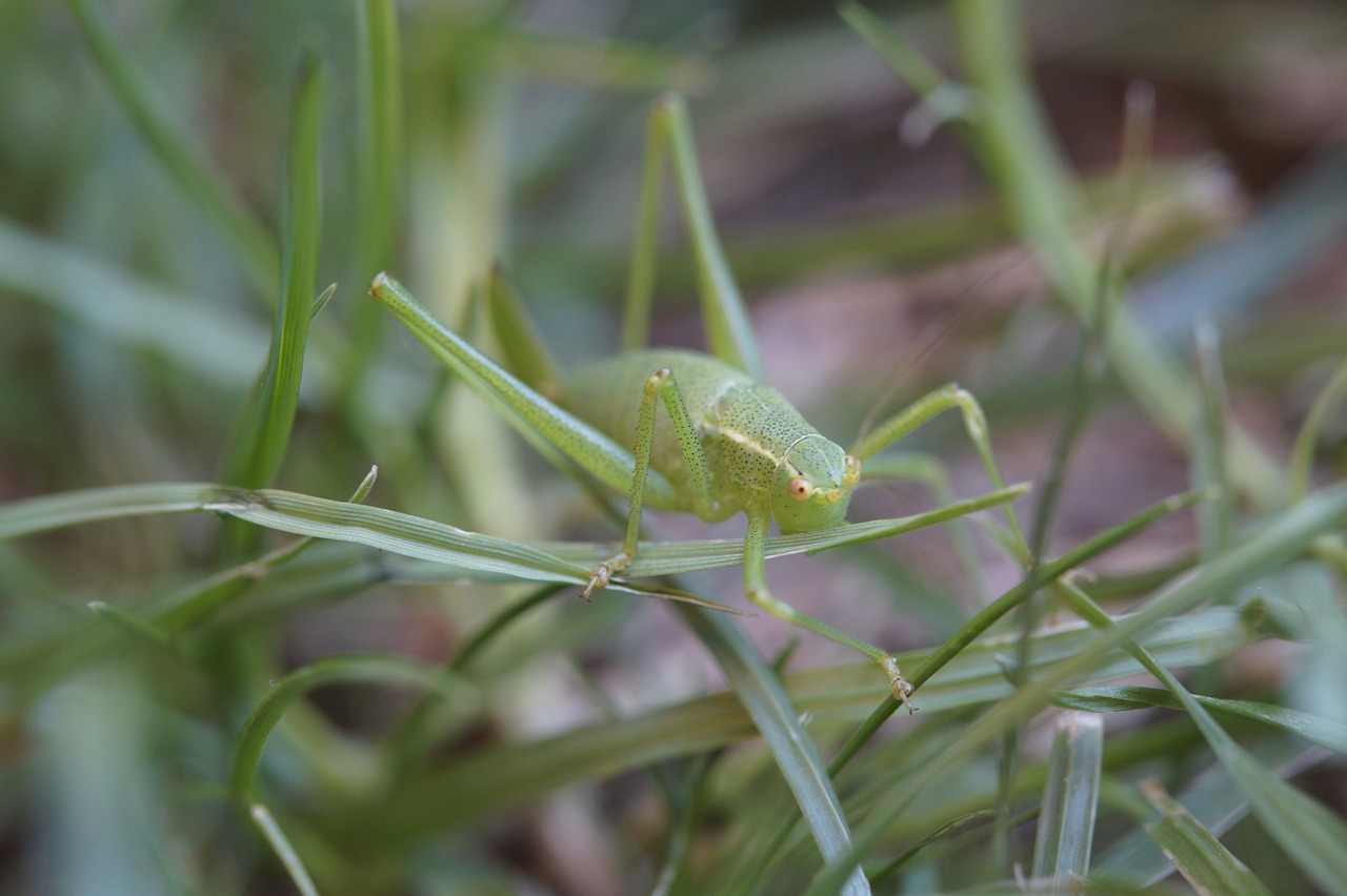 grasshopper  macro  grass free photo