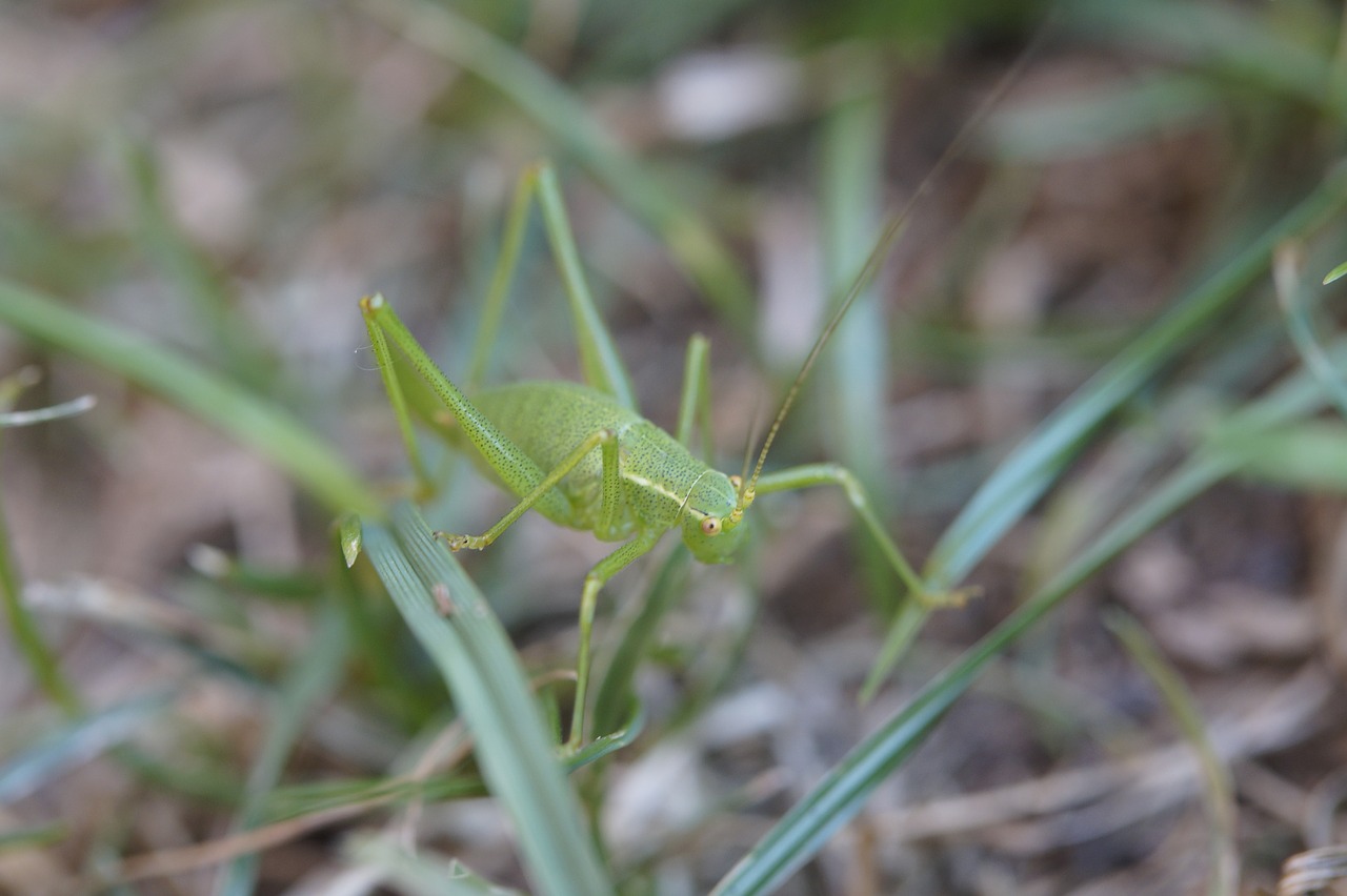 grasshopper  insect  grass free photo