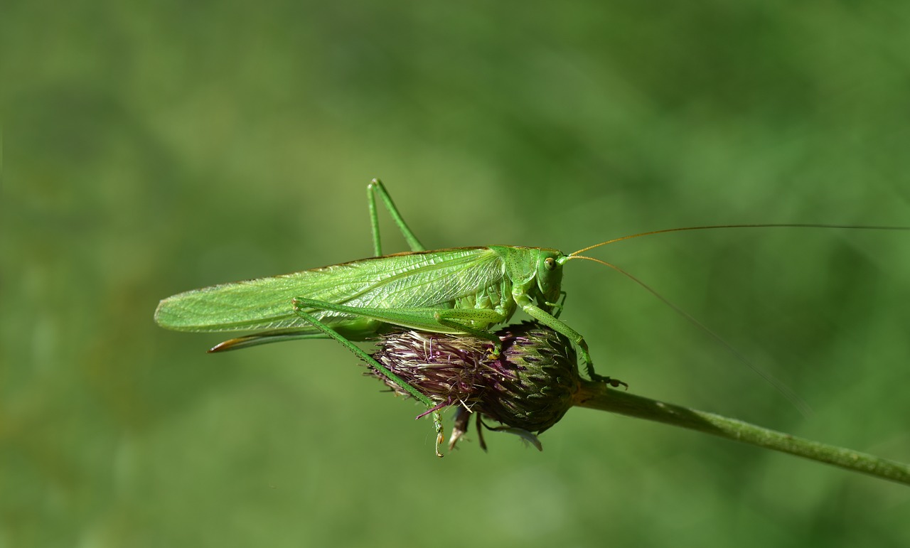 grasshopper  insect  nature free photo