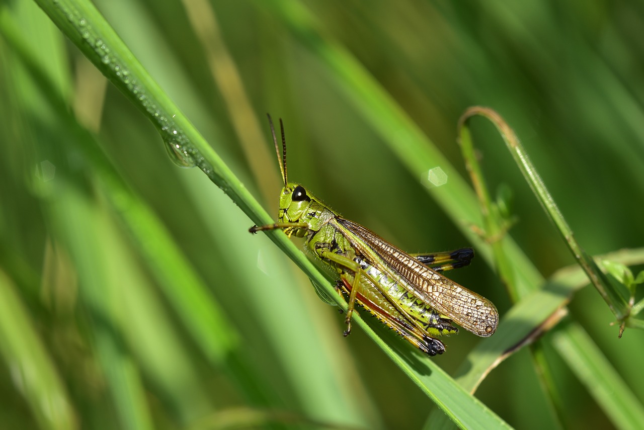 grasshopper  insect  close up free photo