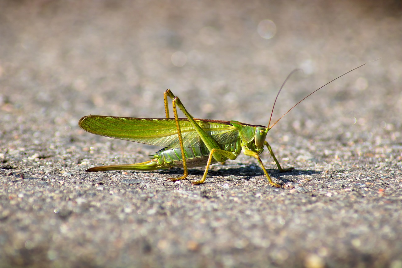 grasshopper  away  nature free photo