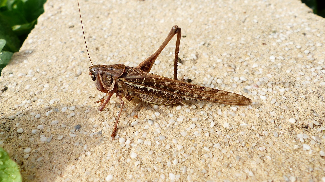 grasshopper  close up  insects free photo