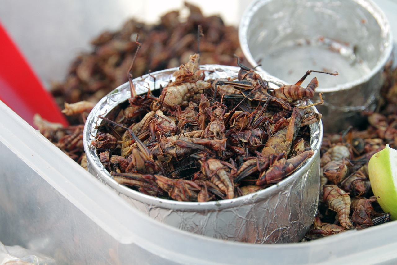 grasshopper  insects  food free photo