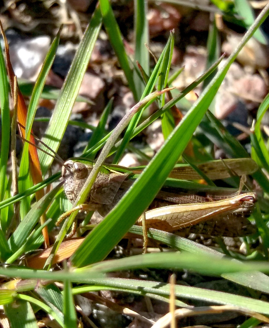 grasshopper  nature  insect free photo