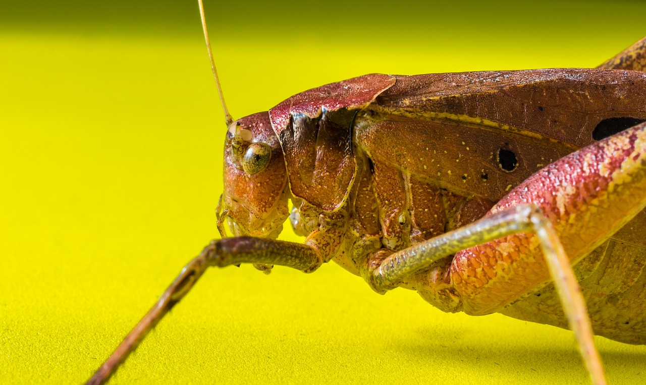 grasshopper viridissima insect free photo