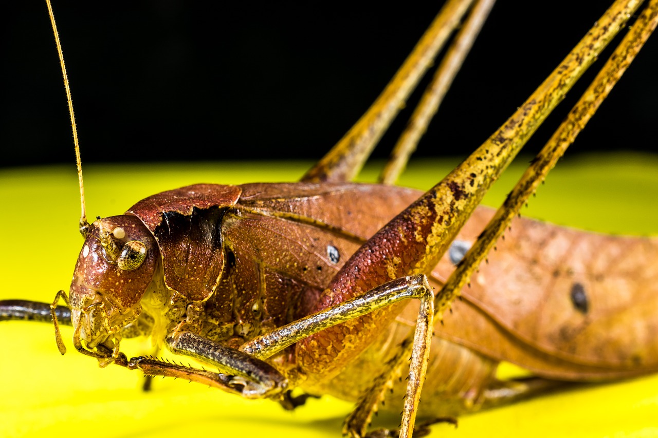 grasshopper viridissima insect free photo