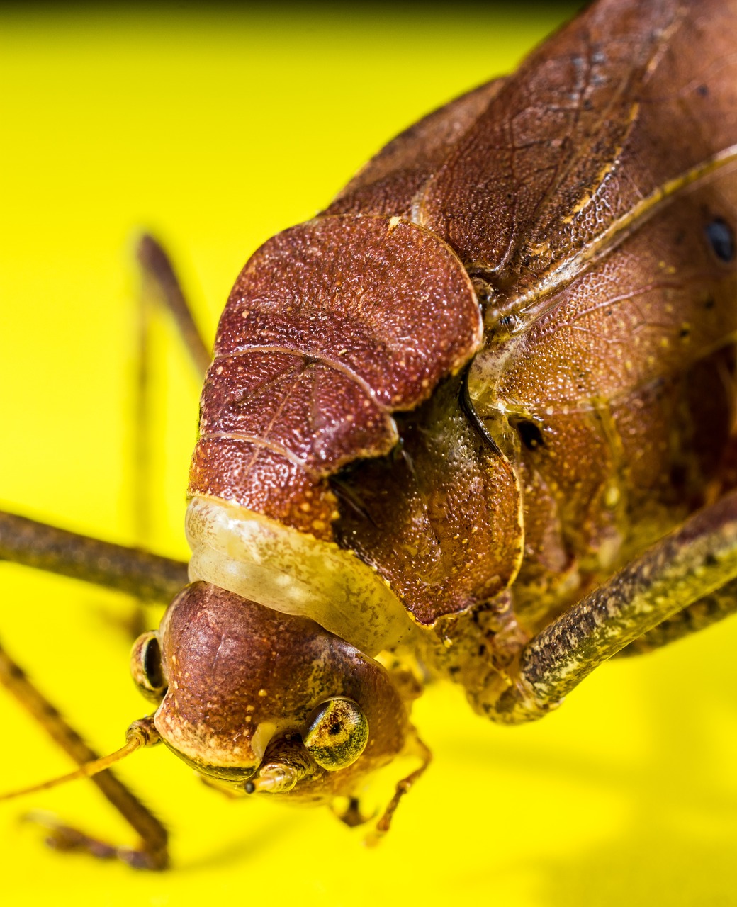 grasshopper viridissima insect free photo