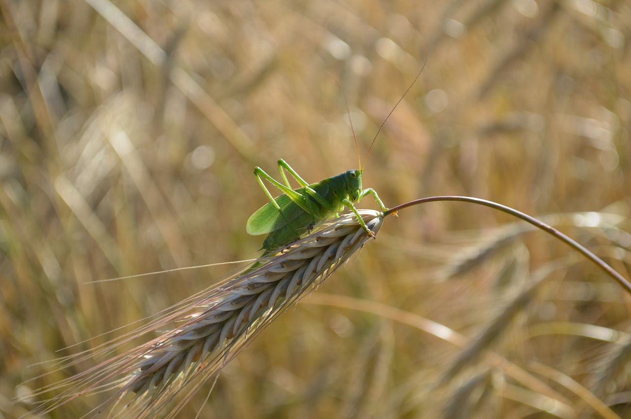 grasshopper  insect  cereals free photo