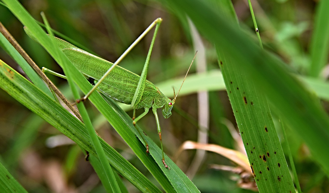 grasshopper  lúčny horse  meadow free photo